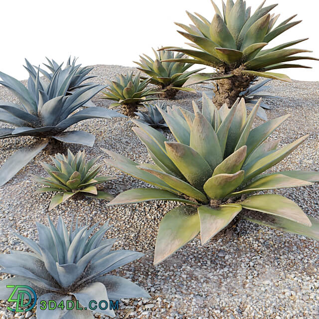 Agave 03 3D Models