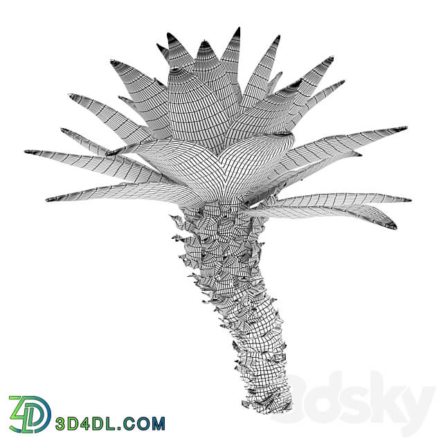 Agave 03 3D Models