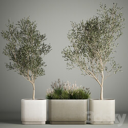 Collection of plants decorative olive trees in outdoor flowerpots for the interior with bushes in pots. 1122. 