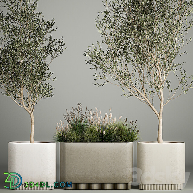 Collection of plants decorative olive trees in outdoor flowerpots for the interior with bushes in pots. 1122.