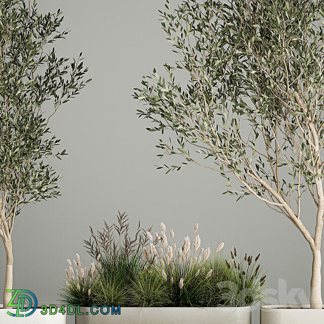 Collection of plants decorative olive trees in outdoor flowerpots for the interior with bushes in pots. 1122.