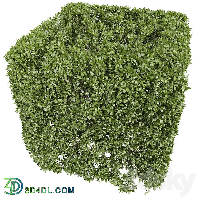 New Plant Ligustrum Quihoui Privet Pruned Box02 3D Models