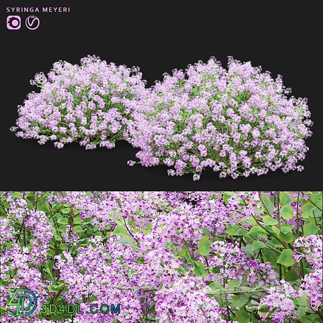 Mayers lilac bushes Syringa meyeri 3D Models