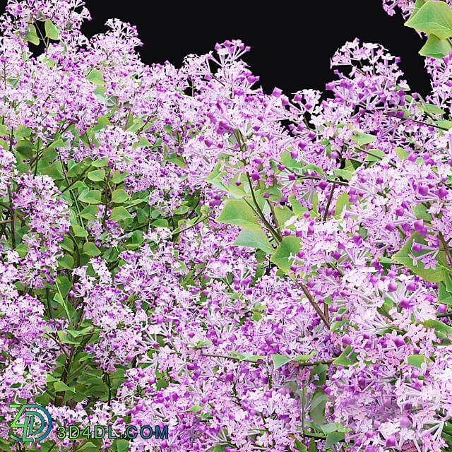 Mayers lilac bushes Syringa meyeri 3D Models