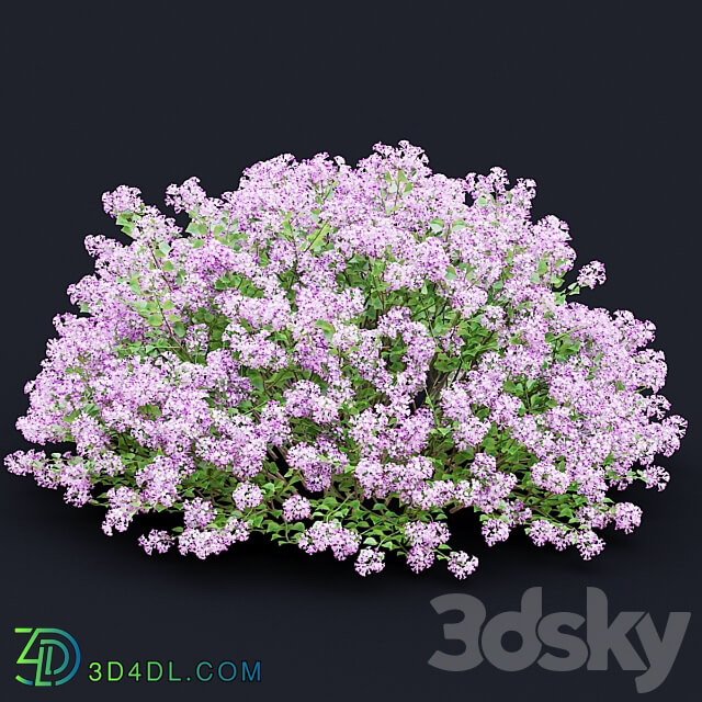Mayers lilac bushes Syringa meyeri 3D Models