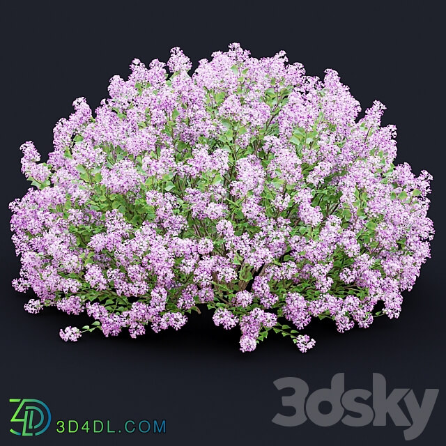 Mayers lilac bushes Syringa meyeri 3D Models