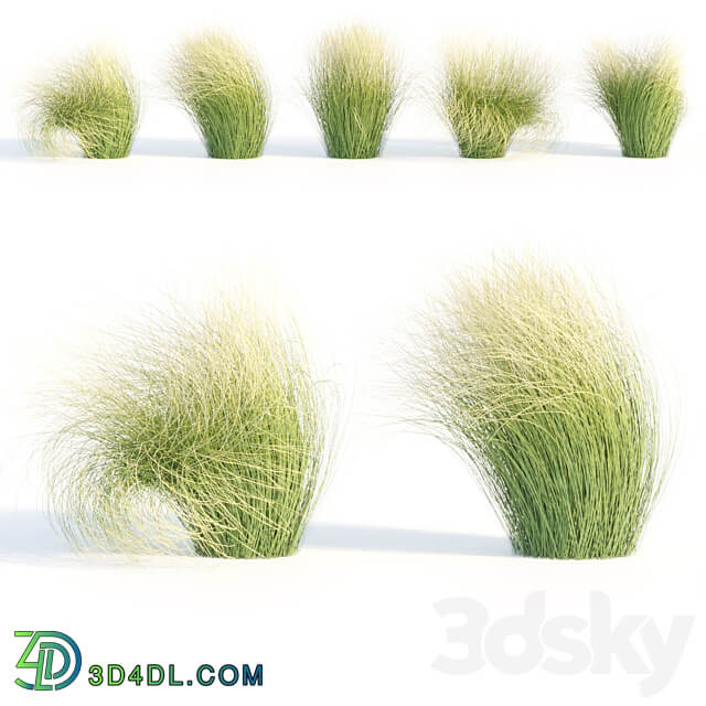 Maram Grass collection vol 155 3D Models