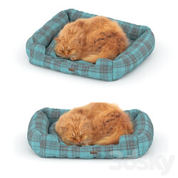 Ginger cat on the bed 3D Models 