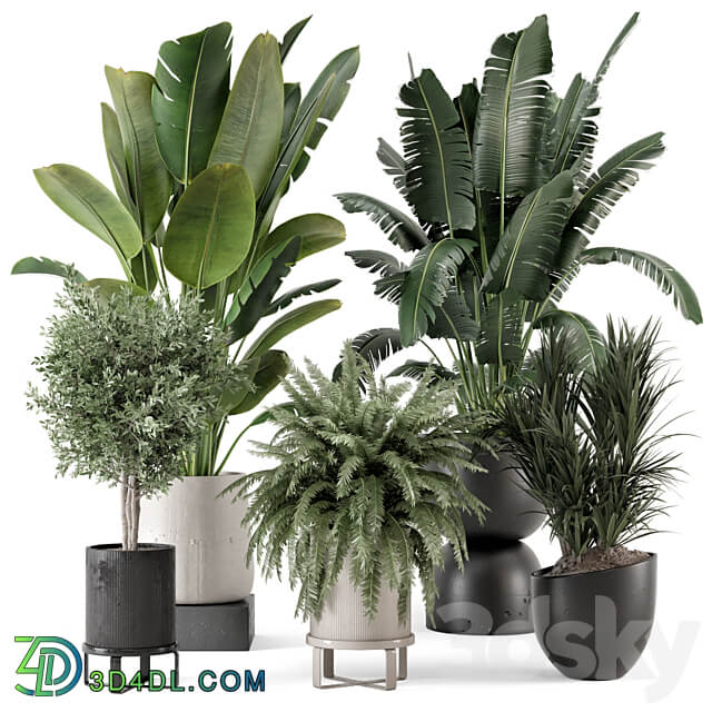 Indoor Plants in rusty Concrete Pot Set 1167 3D Models