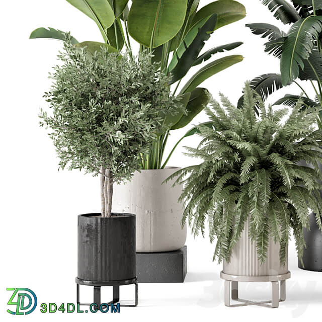 Indoor Plants in rusty Concrete Pot Set 1167 3D Models