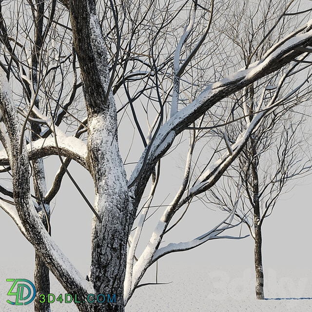 snow covered trees