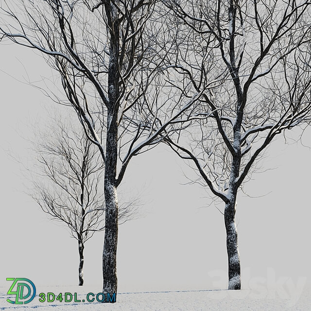 snow covered trees