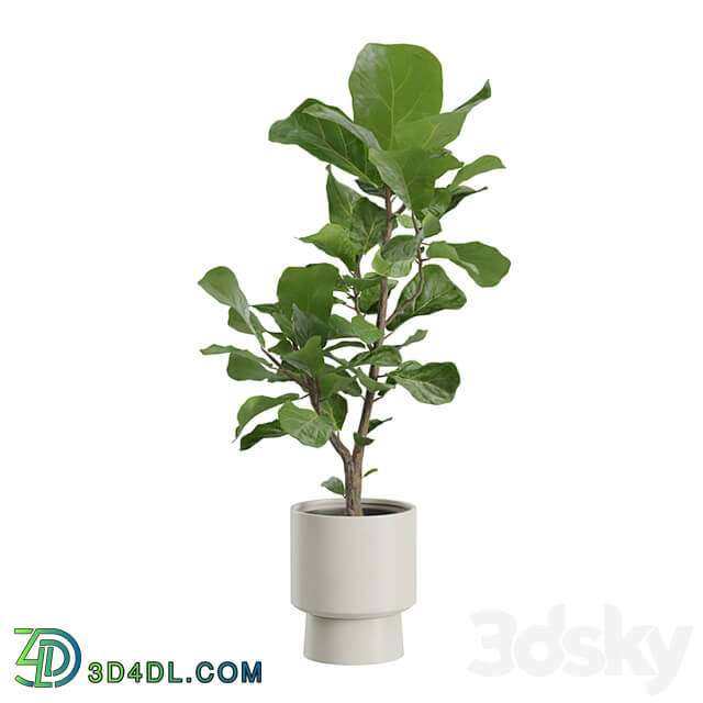 Ficus Lyrata Fiddle leaf