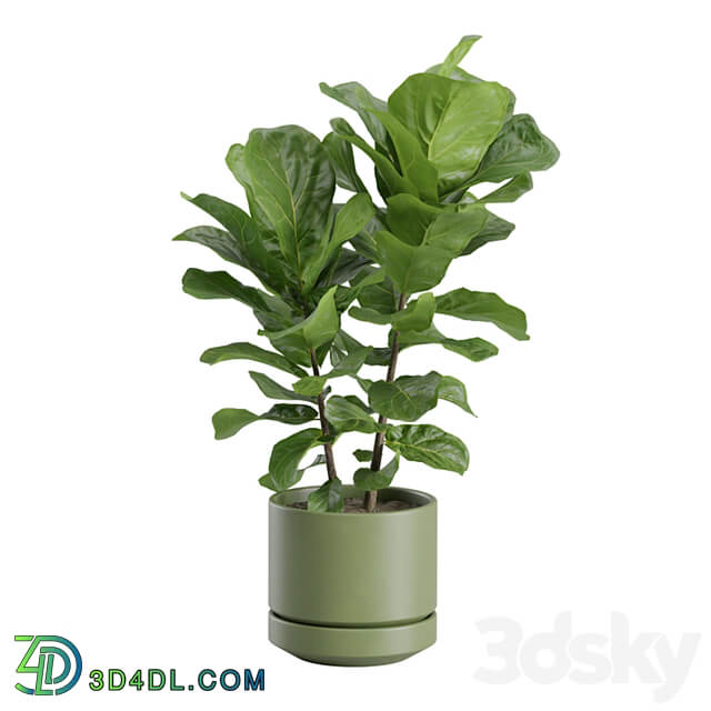 Ficus Lyrata Fiddle leaf