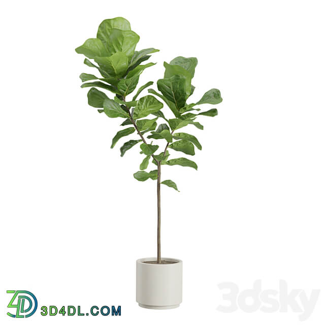 Ficus Lyrata Fiddle leaf