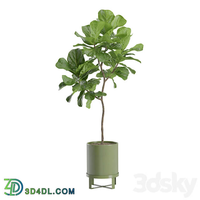 Ficus Lyrata Fiddle leaf