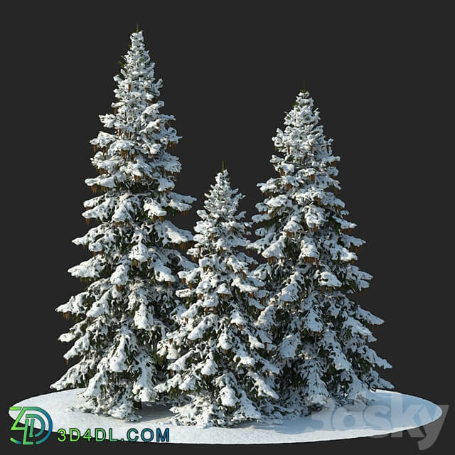 Winter spruces (Winter spruces)