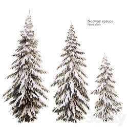 winter norway spruce 