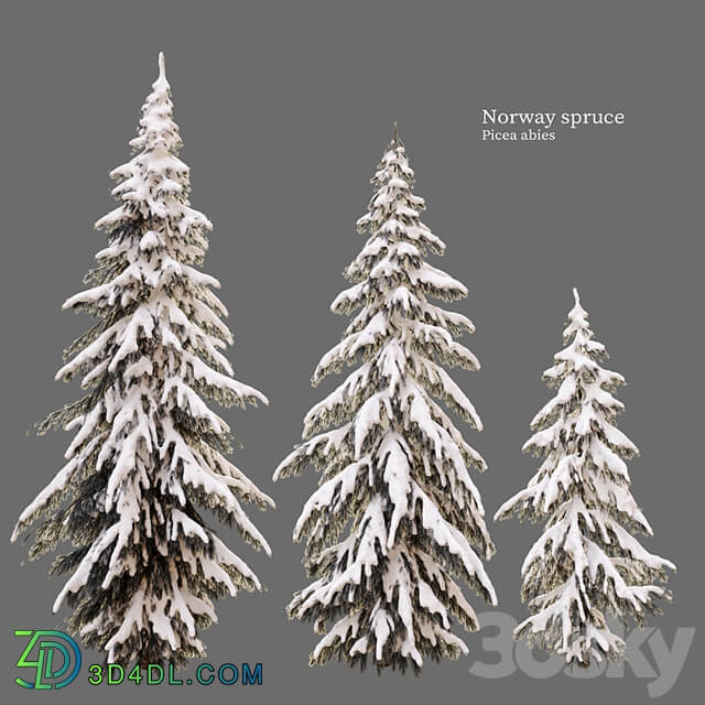 winter norway spruce