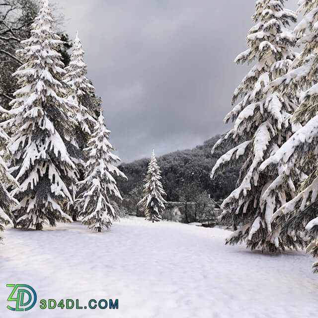 winter norway spruce