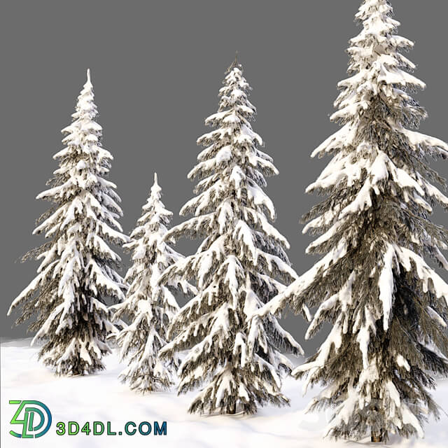 winter norway spruce