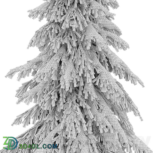 winter norway spruce