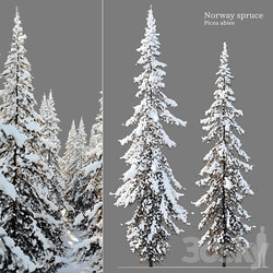 Winter Norway Spruce 02 