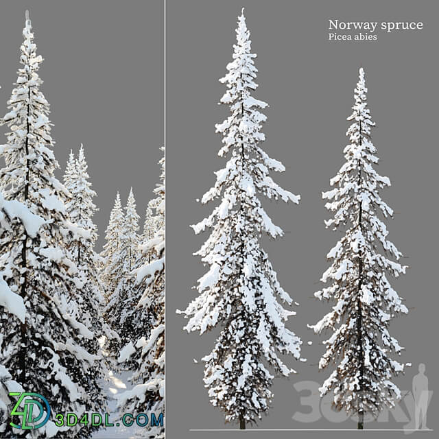 Winter Norway Spruce 02