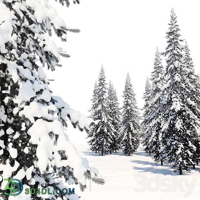 Winter Norway Spruce 02