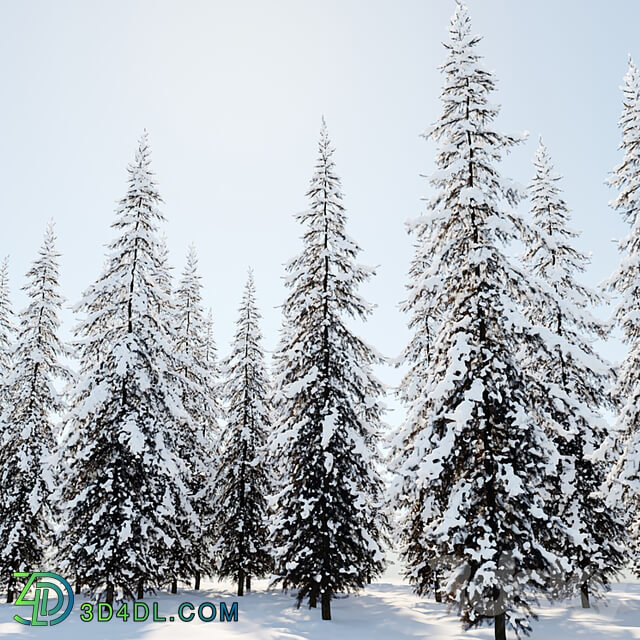 Winter Norway Spruce 02