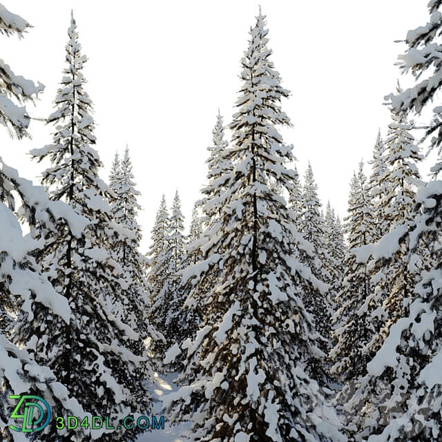 Winter Norway Spruce 02