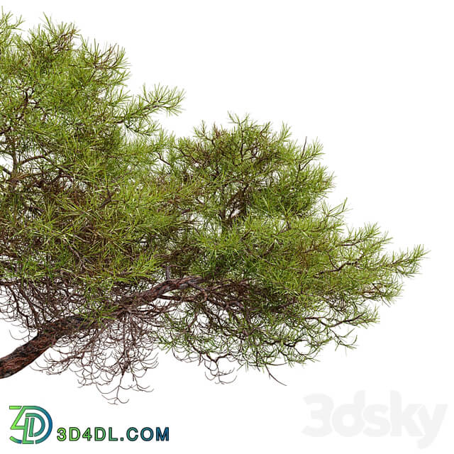 Japanese red pine