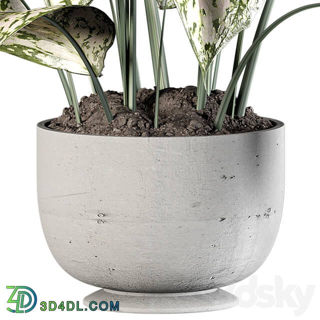 Indoor Plants in rusty Concrete Pot Set 070