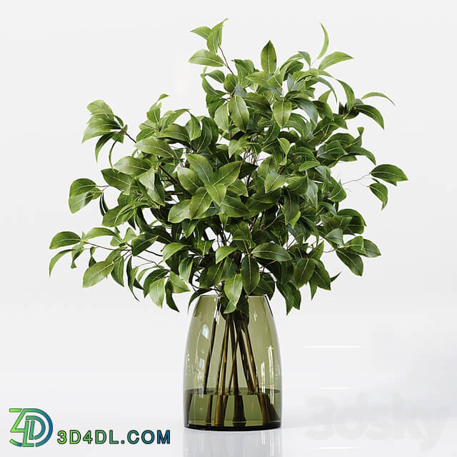 Collection Indoor Plants 041
