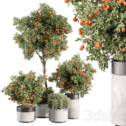 Outdoor Plant 513 Orange Tree 
