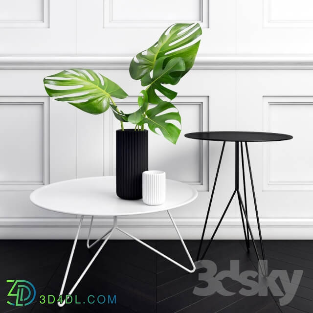 Philodendron