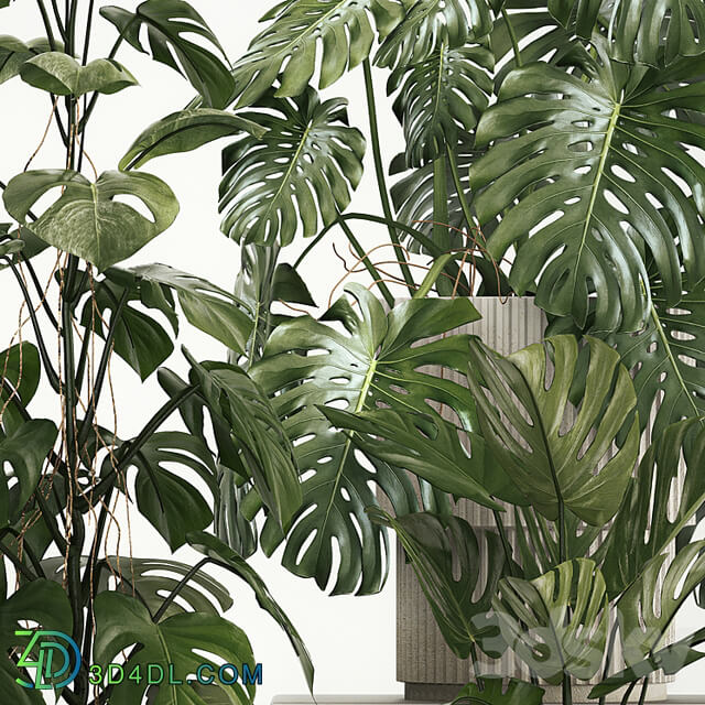 A beautiful interior potted plant is a decorative monstera bush. Set of plants 1213