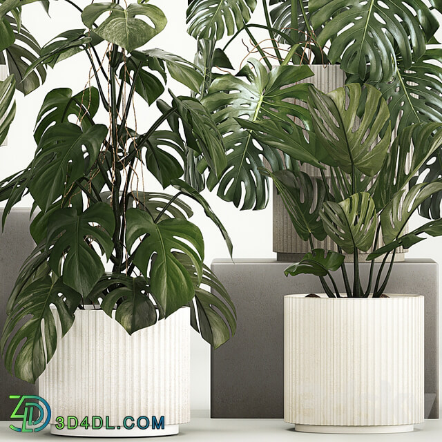 A beautiful interior potted plant is a decorative monstera bush. Set of plants 1213