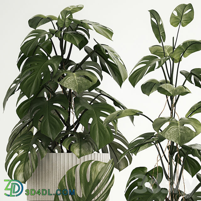 A beautiful interior potted plant is a decorative monstera bush. Set of plants 1213