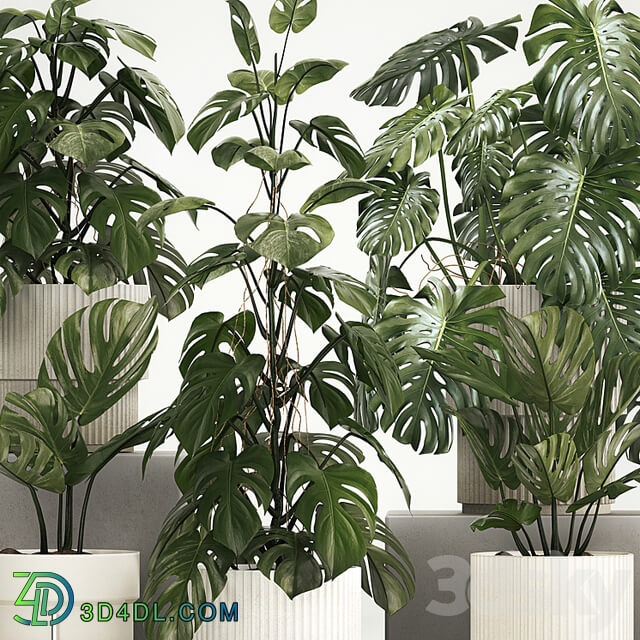 A beautiful interior potted plant is a decorative monstera bush. Set of plants 1213