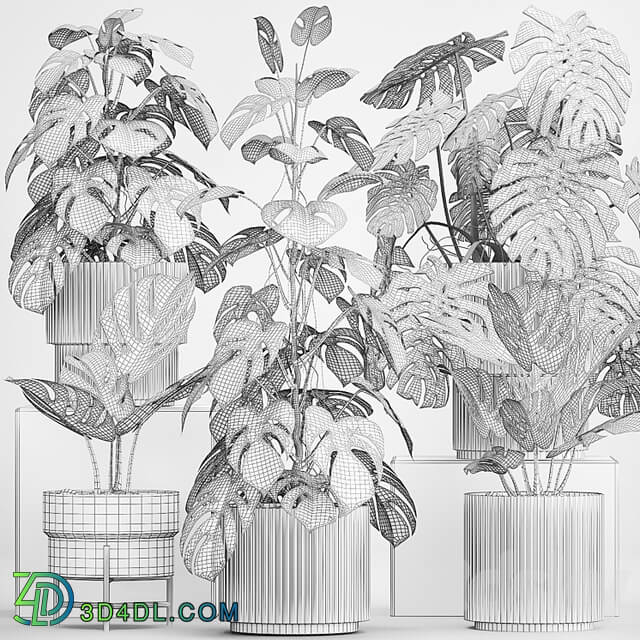 A beautiful interior potted plant is a decorative monstera bush. Set of plants 1213