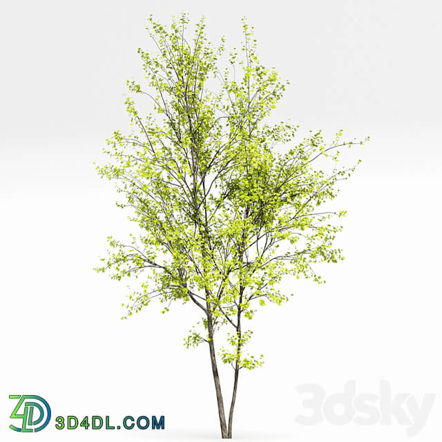 New Plant Real Tree Acer Saccharinum Spring Summer001