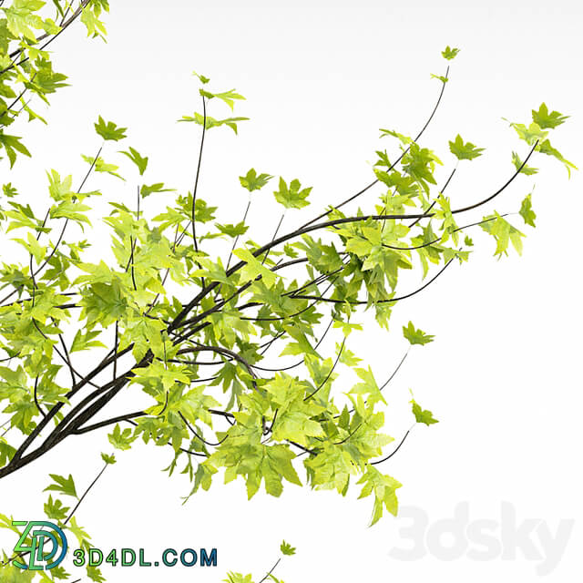 New Plant Real Tree Acer Saccharinum Spring Summer001