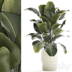 Beautiful exotic plant in a white flower pot Calathea lutea, Strelitzia bush. 1263 