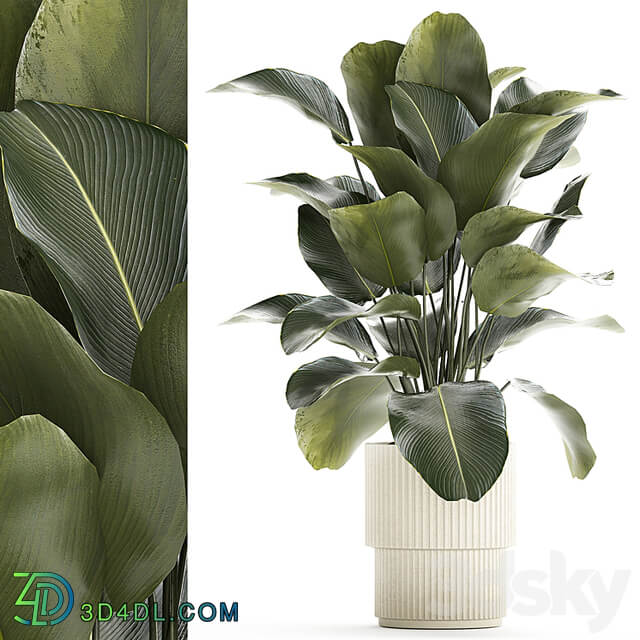 Beautiful exotic plant in a white flower pot Calathea lutea, Strelitzia bush. 1263