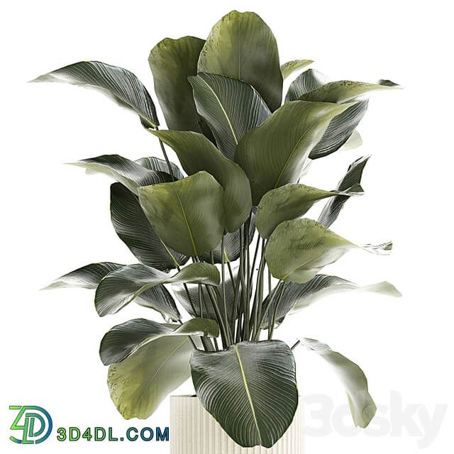 Beautiful exotic plant in a white flower pot Calathea lutea, Strelitzia bush. 1263