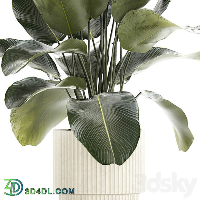 Beautiful exotic plant in a white flower pot Calathea lutea, Strelitzia bush. 1263