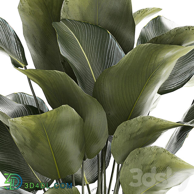 Beautiful exotic plant in a white flower pot Calathea lutea, Strelitzia bush. 1263