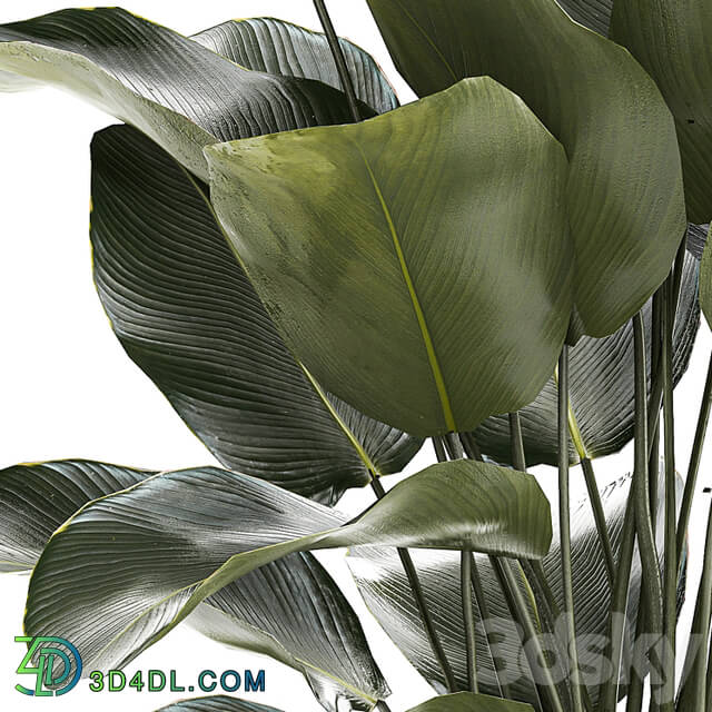 Beautiful exotic plant in a white flower pot Calathea lutea, Strelitzia bush. 1263