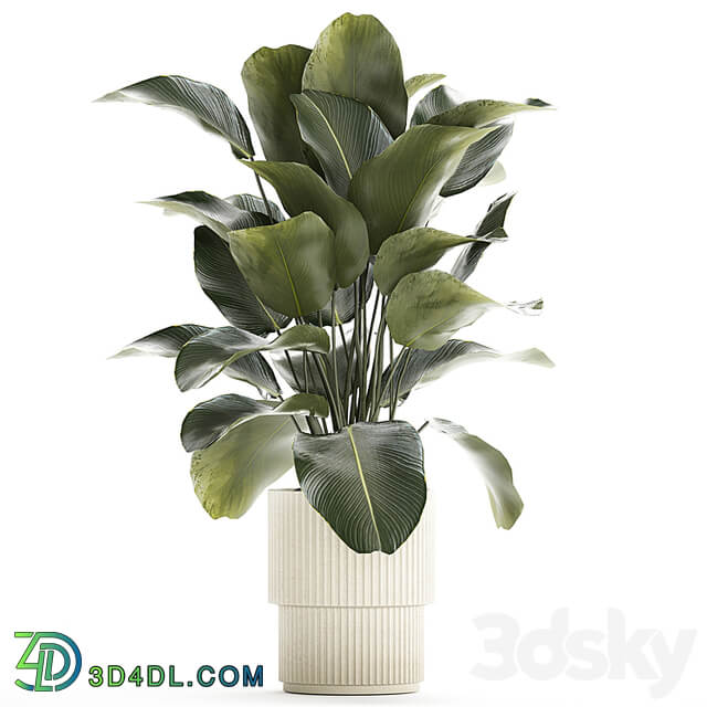 Beautiful exotic plant in a white flower pot Calathea lutea, Strelitzia bush. 1263